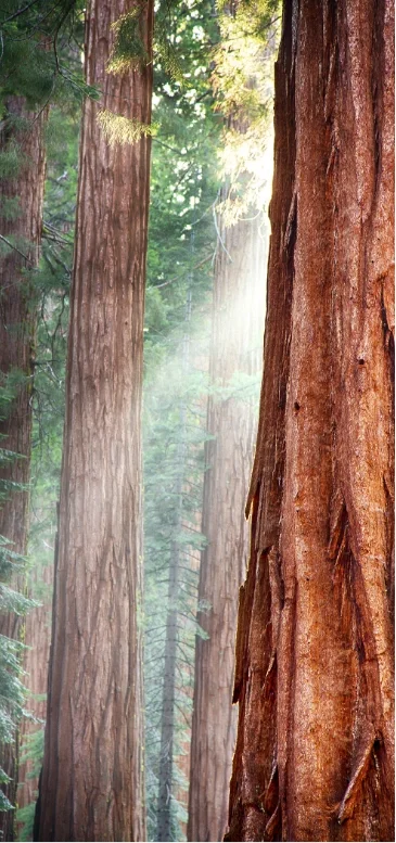 tall redwood tree in a dreamy forest