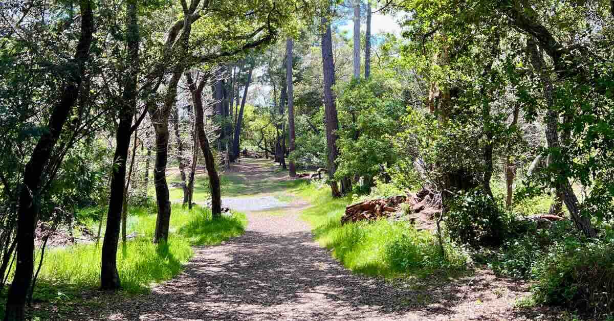 A narrow disc golf fairway through thick stands of trees and brush on both sides