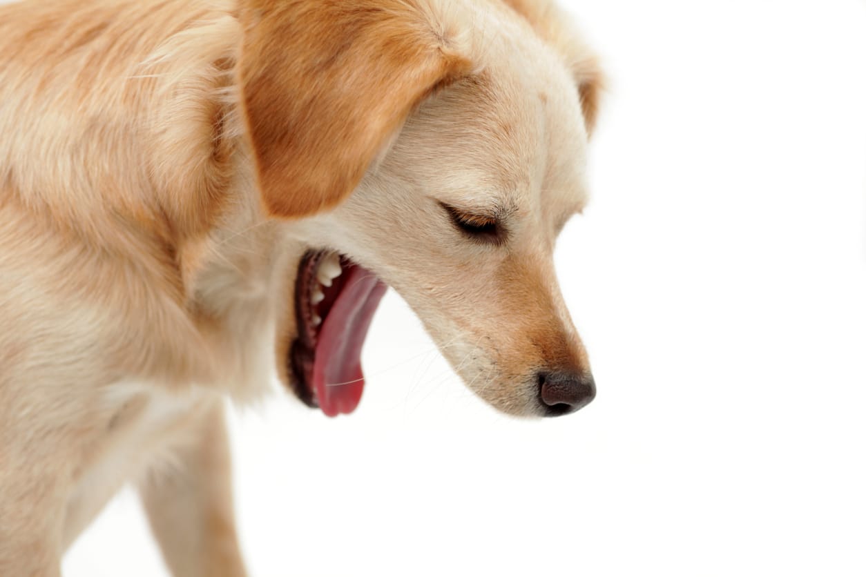 Causes of Dog Vomiting and Dog Vomit Color Guide Nom Nom