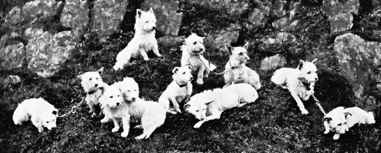 Poltalloch-Terriers-768x310.jpeg