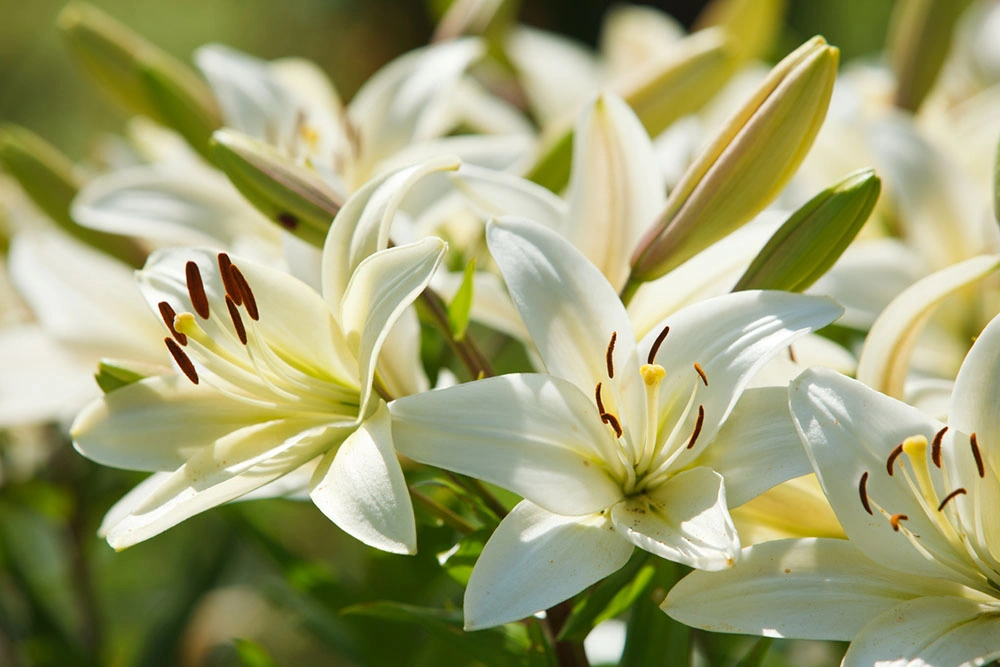 Azaleas