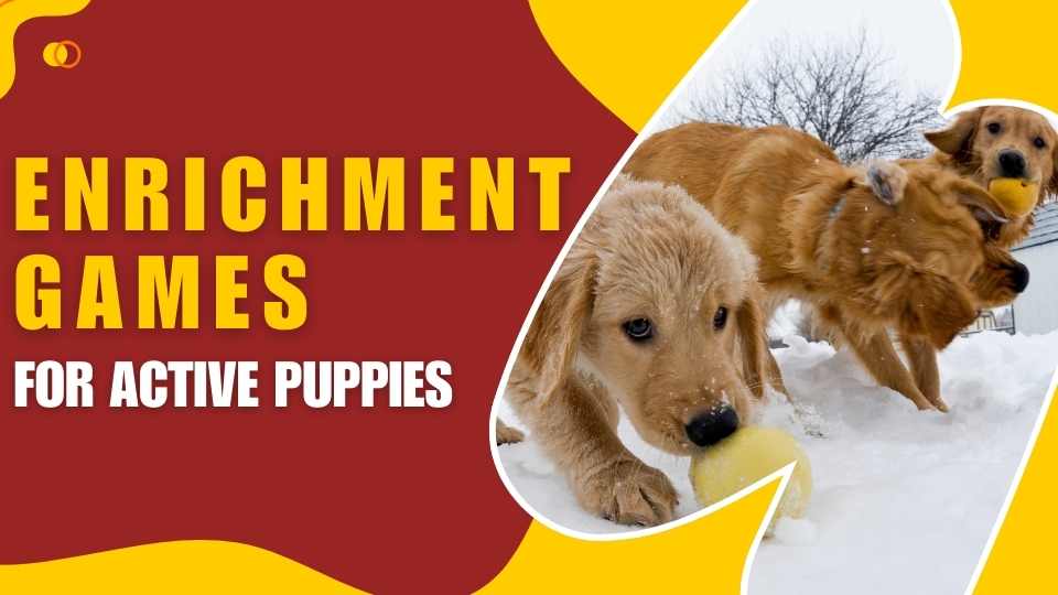 text: enrichment games for active puppies, 2 golden retrievers