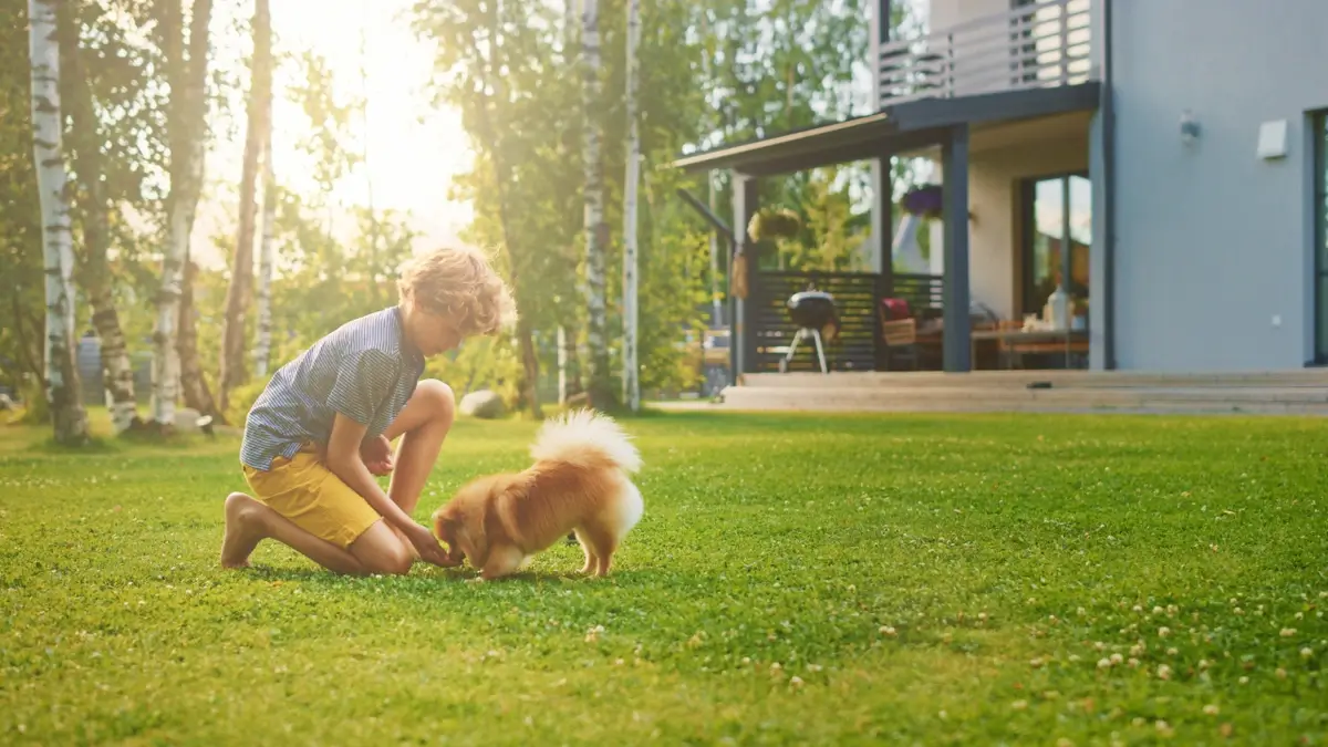 A boy kneels down to feed a Pomeranian a treat in a large, grassy backyard