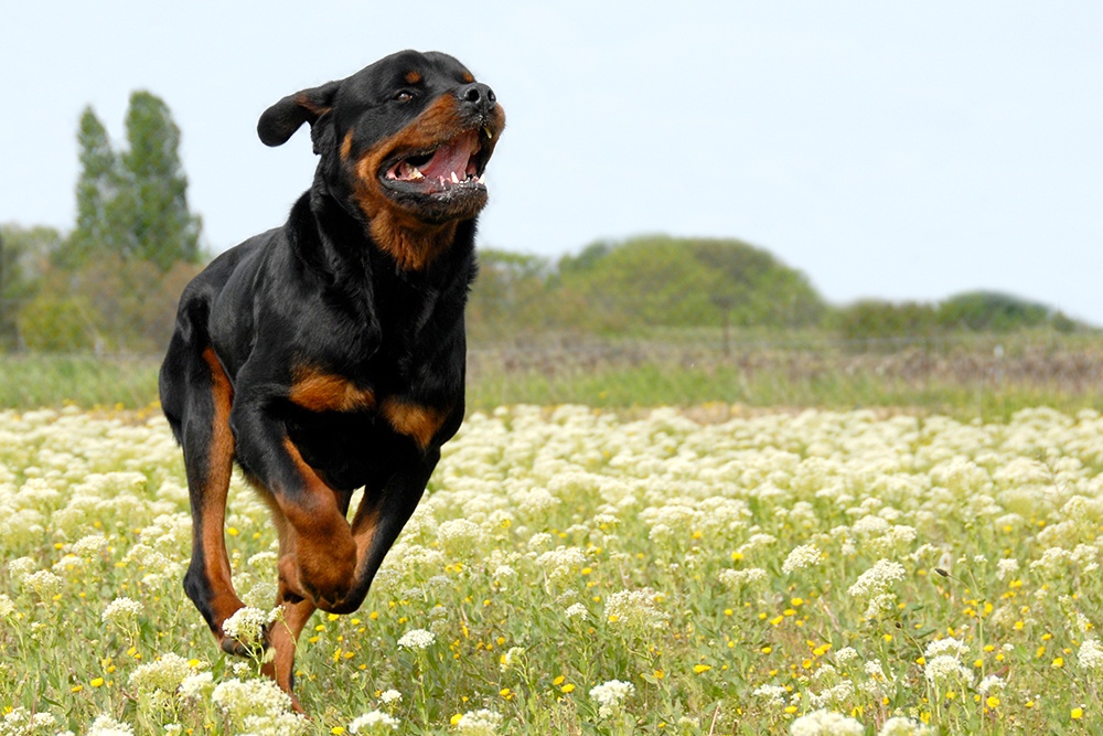 are rottweilers soberman mix easy to train