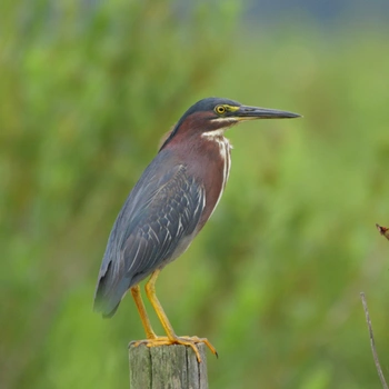 Alabama Birds Green Heron