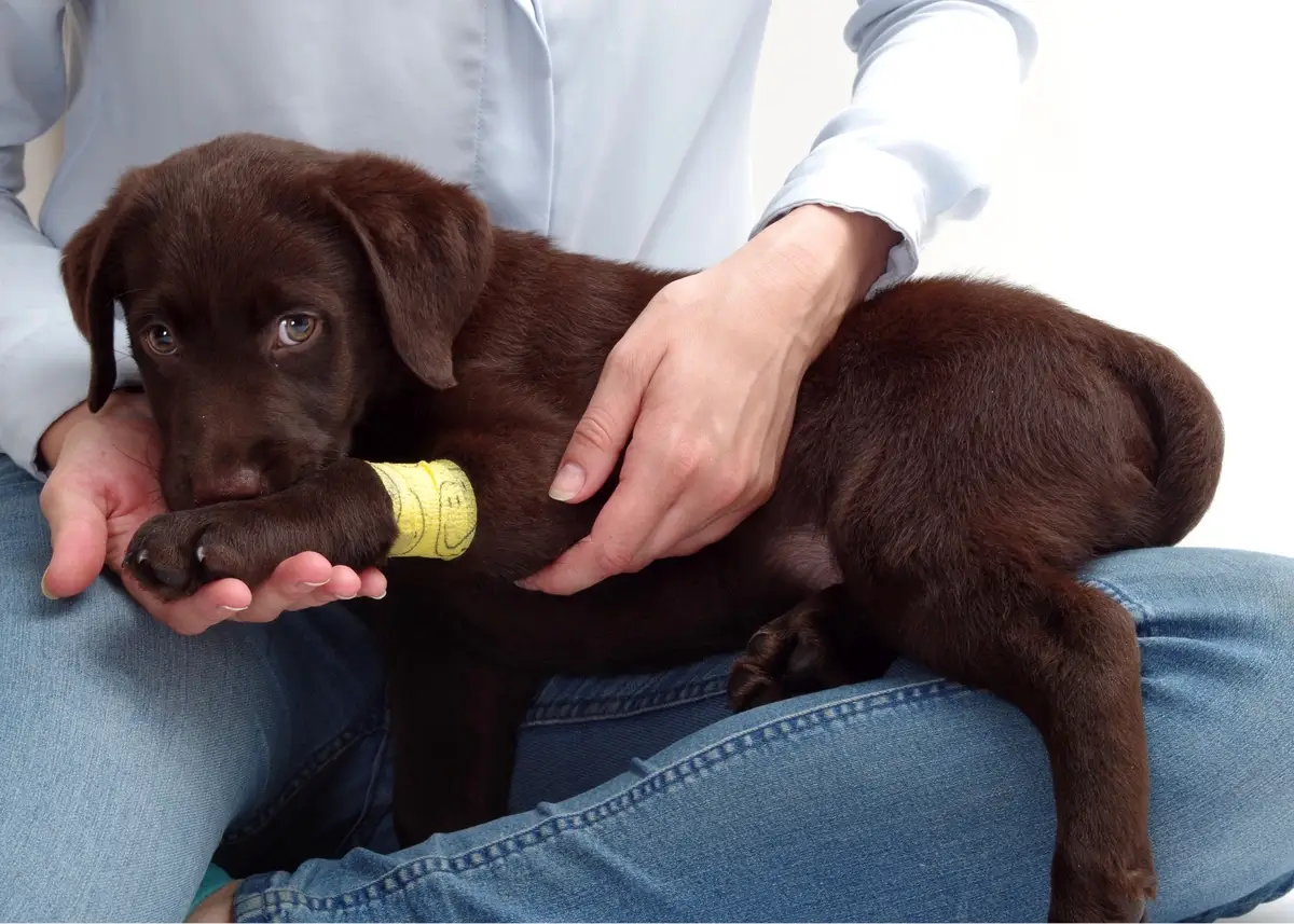 A Chocolate Labrador Retriever puppy with an injured arm sits in its owners lap